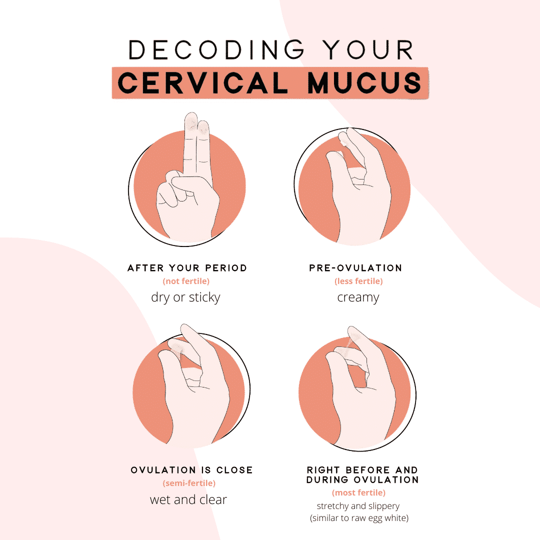 Cervical Mucus After Ovulation (and Throughout Your Cycle)