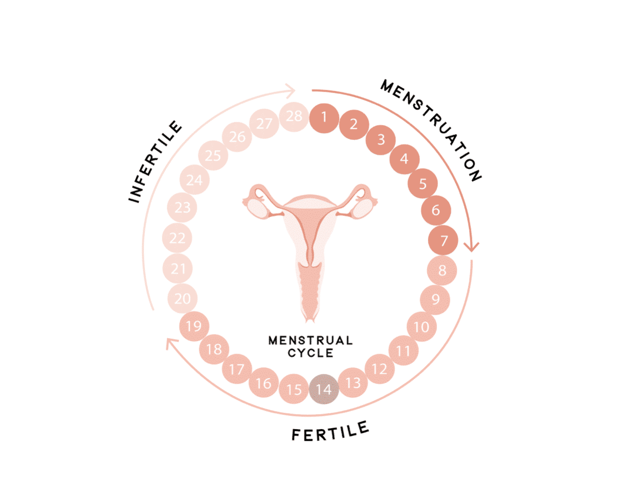 Cervical mucus is the fluid produced by your cervix during your
